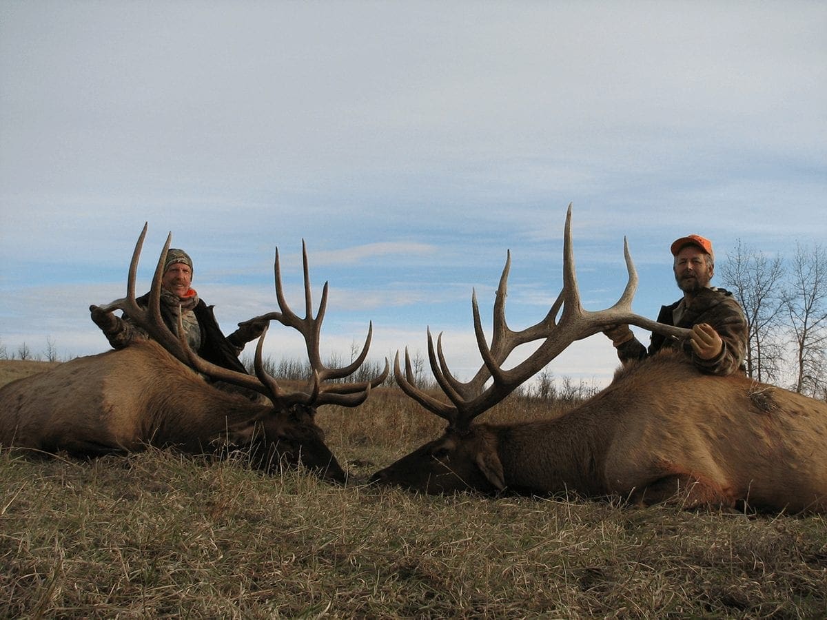Saskatchewan-elk-hunts-DHCR » Outdoors International Saskatchewan High Fence Elk hunting