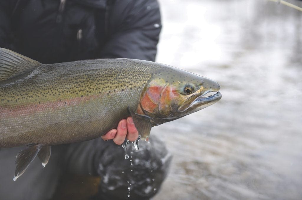 Knowing how to fish for steelhead takes time and patience.