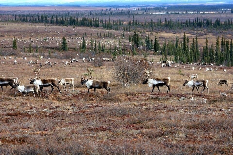 Arctic Caribou Arctic Caribou
