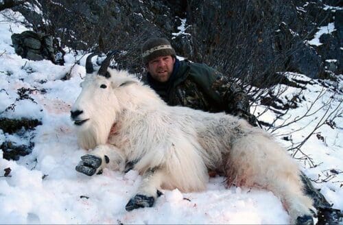 If you are looking for true trophy class billies, our hunt in BC is where' it's at! And you don't need to draw a tag.
