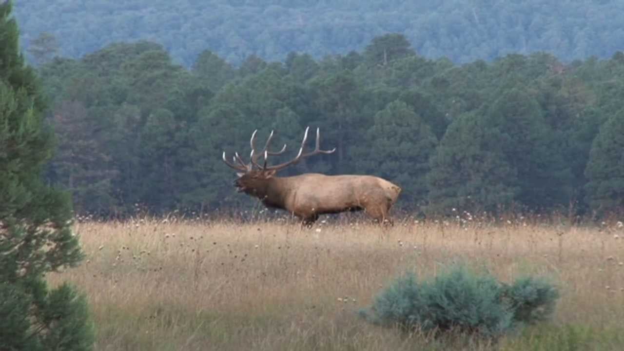 Top elk hunting units in Arizona