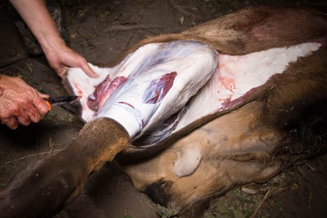 Gutless-Method-step-1 » Outdoors International Gutless Field Dressing Method - Step 1