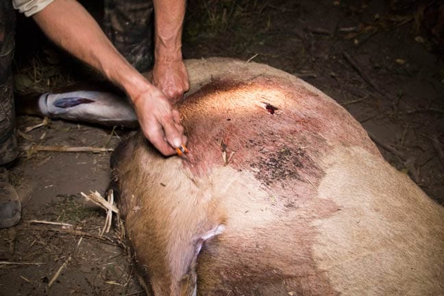 Gutless-Method-step-2 » Outdoors International Gutless Field Dressing Method - Step 2