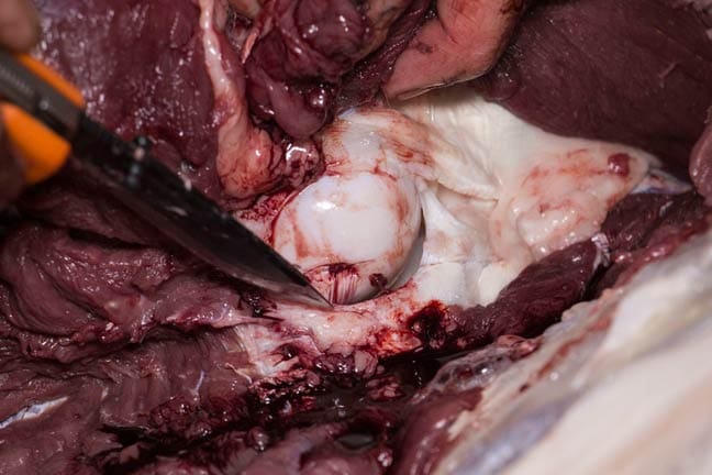 Gutless-Method-step-8 » Outdoors International Gutless Method - Step 7