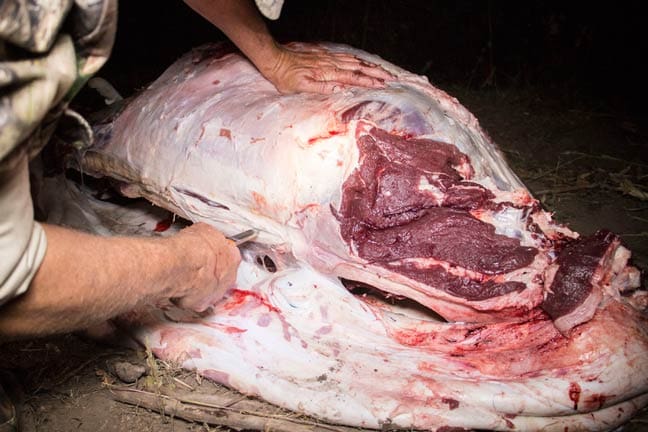 Gutless-Method-step-9 » Outdoors International Gutless Field Dressing Method - Step 8