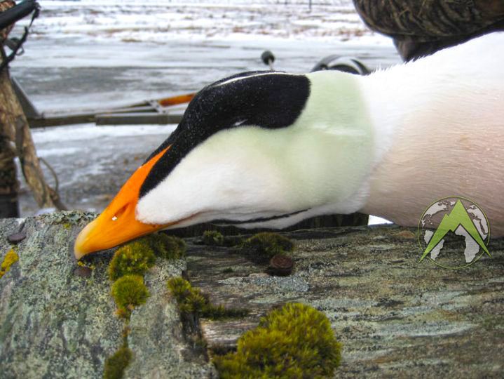 An Eider is the KING of the sea ducks
