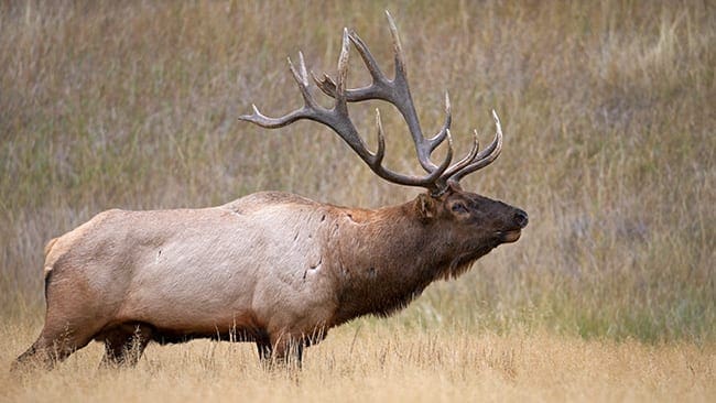 high-fence-elk-hunting-estates » Outdoors International High fence elk hunting estates
