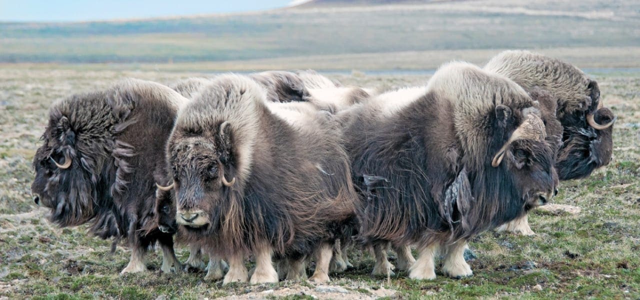 Greenland Muskox Hunts on Victoria Island