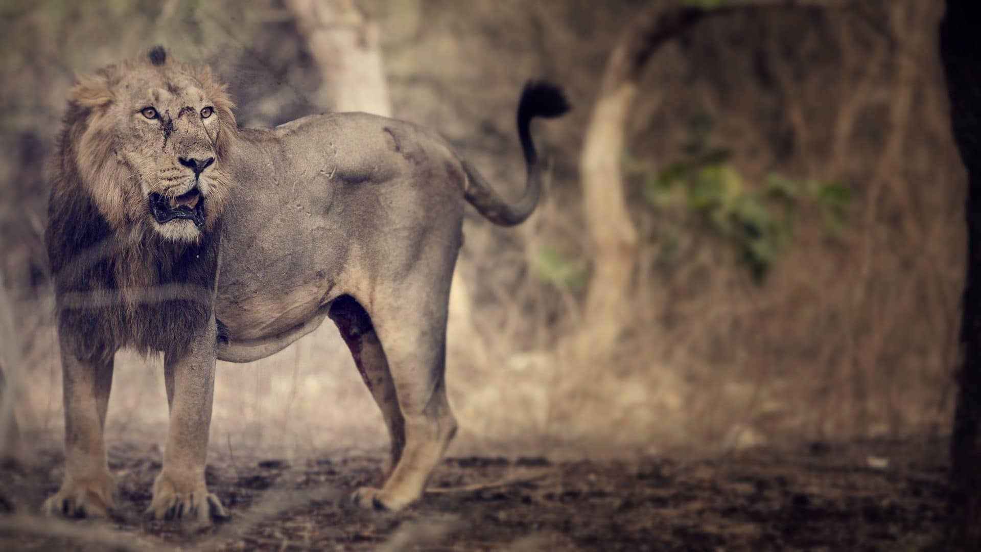 Africa Lion Hunting Safari