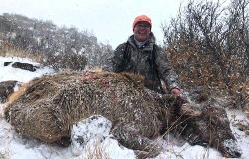 Elk-Cow-NM-with-Larry-Zapanti-Jr.-C-Bar-Z-Outfitters » Outdoors International Cow elk hunt in New Mexico
