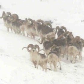 Herd of Tian Shan Argali aka Marco Polo argali
