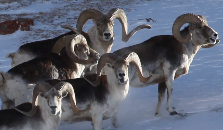 A photo of a group of rams an OI hunter took on a recent Marco polo sheep hunting expedition.