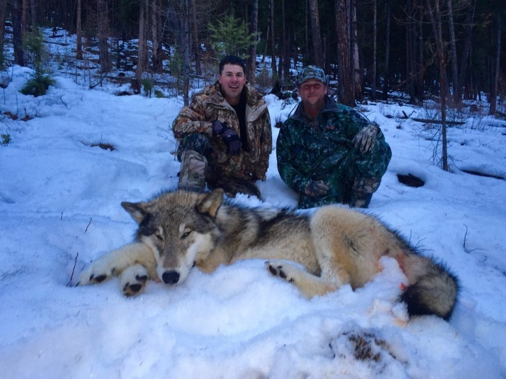 Montana wolf hunting