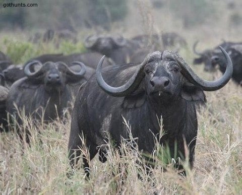 A big old cape buffalo bull