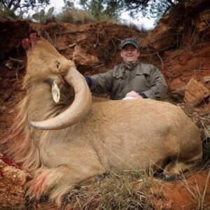 Aoudad hunting in Texas