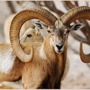 Urial Hunts