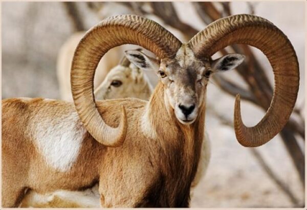 Blandford Urial Hunting in Pakistan » Outdoors International