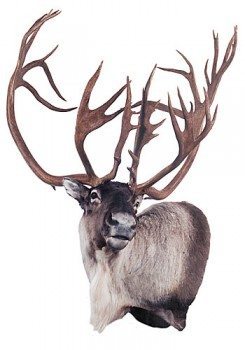 World Record Barren-Ground Caribou - 477 B&C