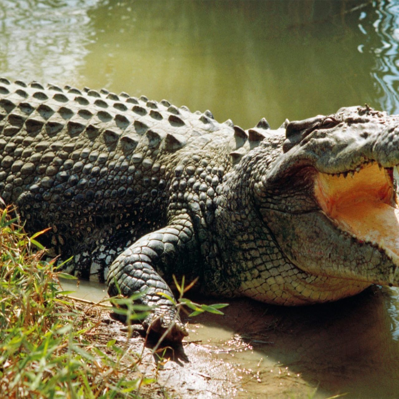 Alligator Hunting Guides and Outfitters » Outdoors International