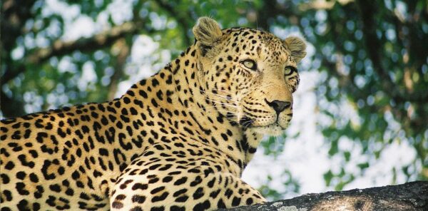 Namibia Leopard Hunting » Outdoors International