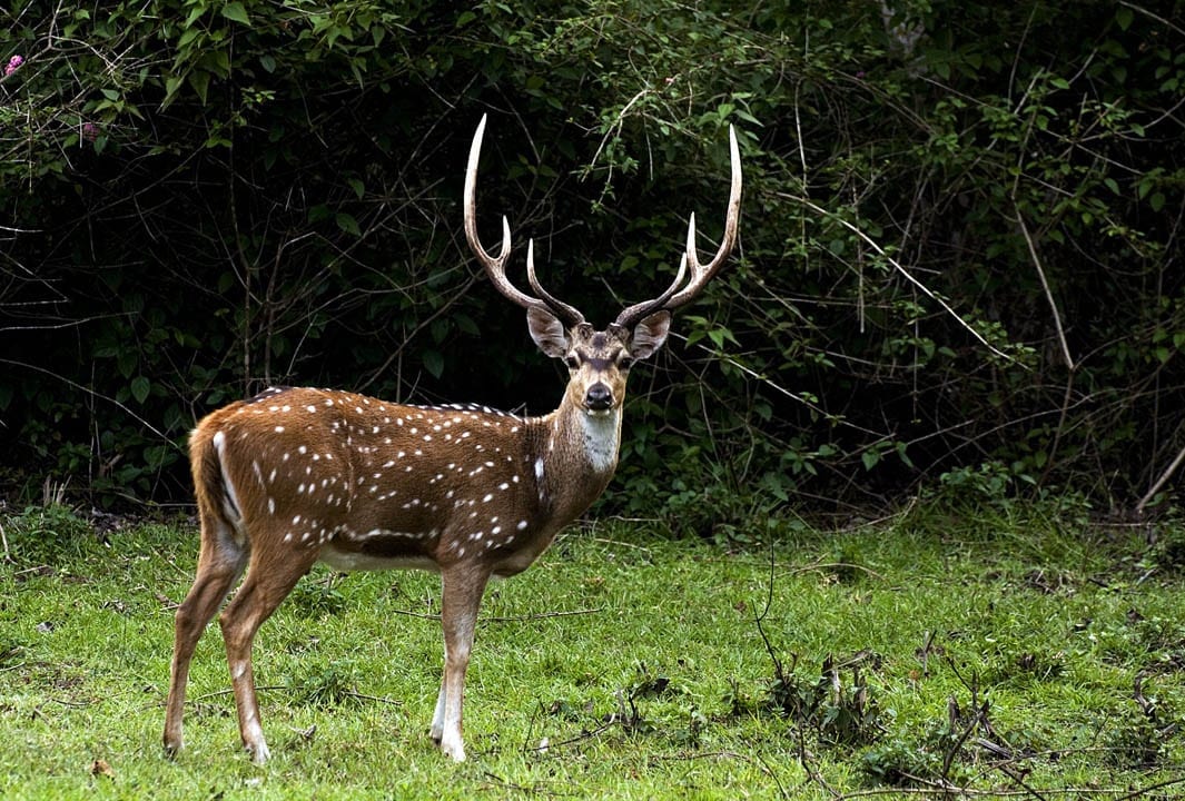 Exotic hunts provide year round hunting and a great way to fill the gaps in your hunting schedule during the off season. We even offer hunts for “Super Exotics” including African game species.