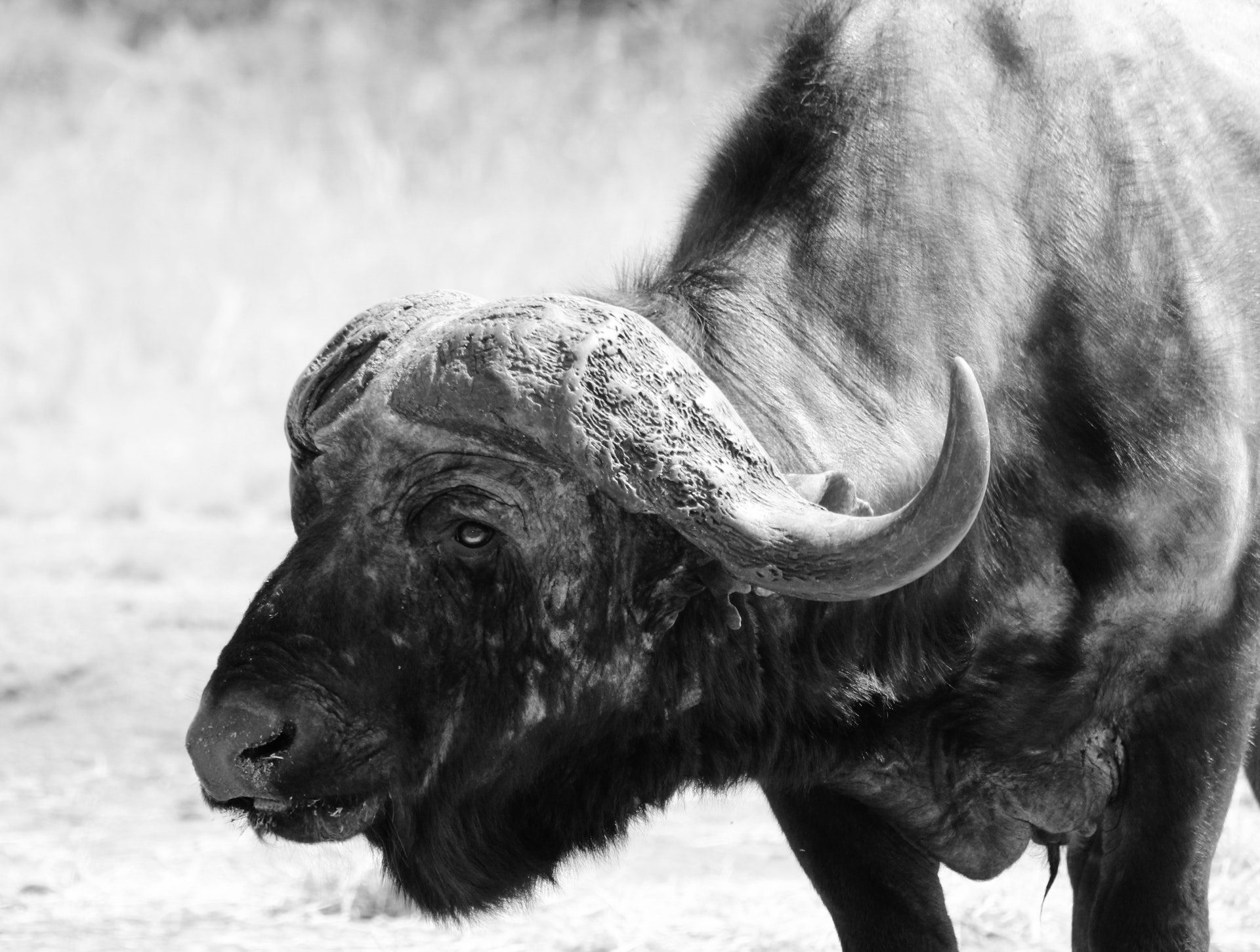 Best Caliber for Hunting Cape Buffalo