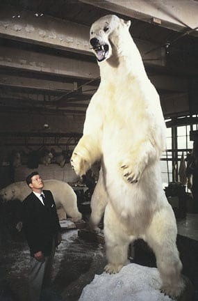 The largest Polar Bear ever recorded.