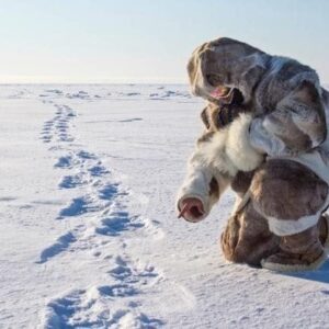 Polar bear tracks in the snow.