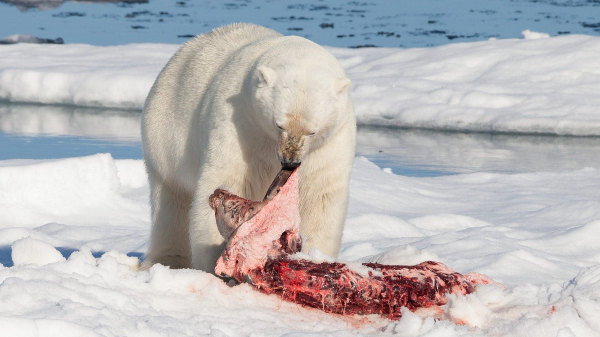 Polar bear eating a seal