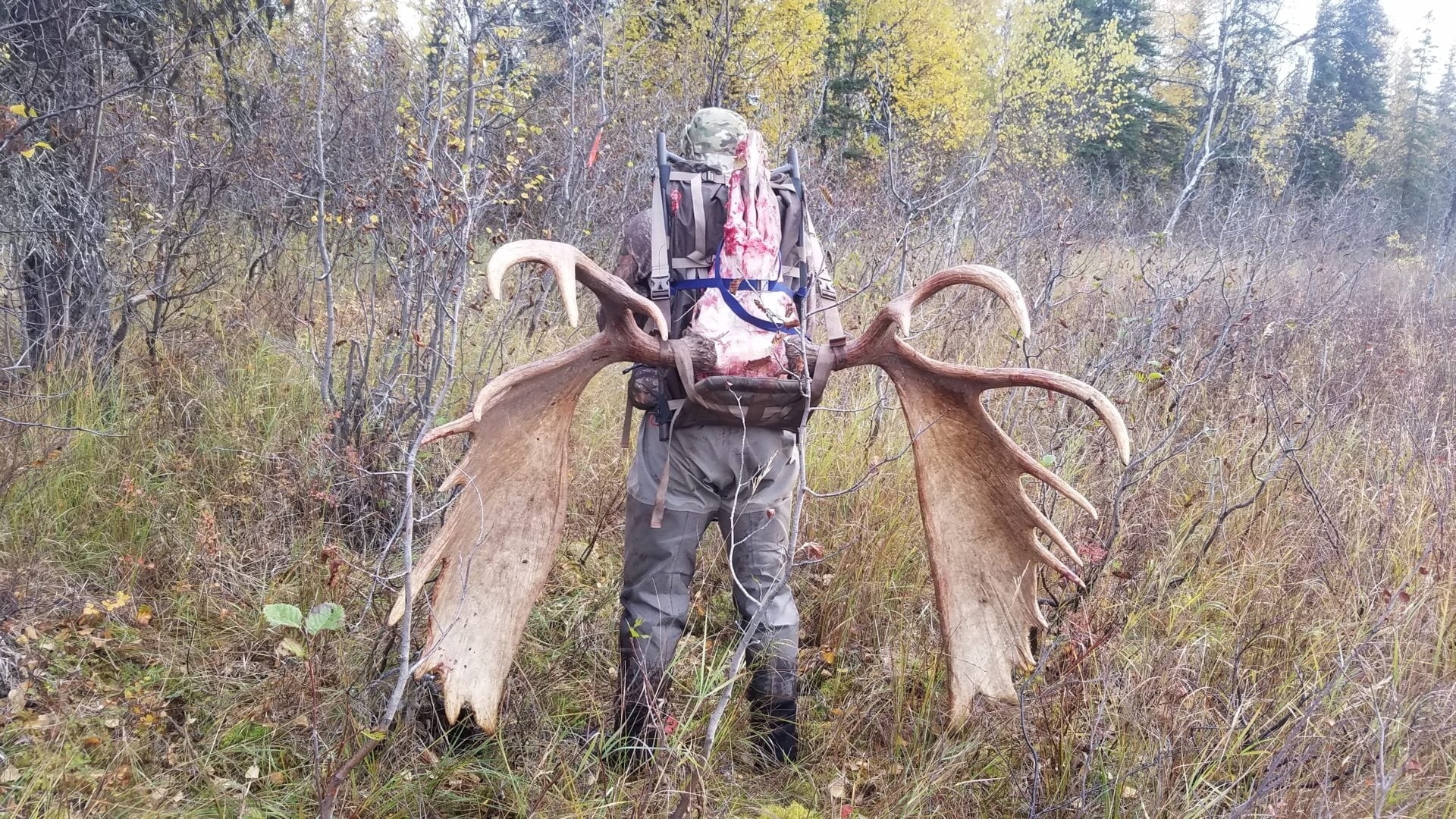 Packing out a huge moose