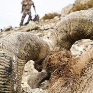 Bighorn sheep hunting