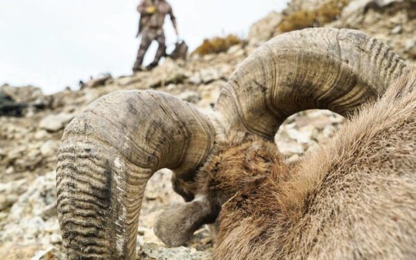 Bighorn sheep hunting