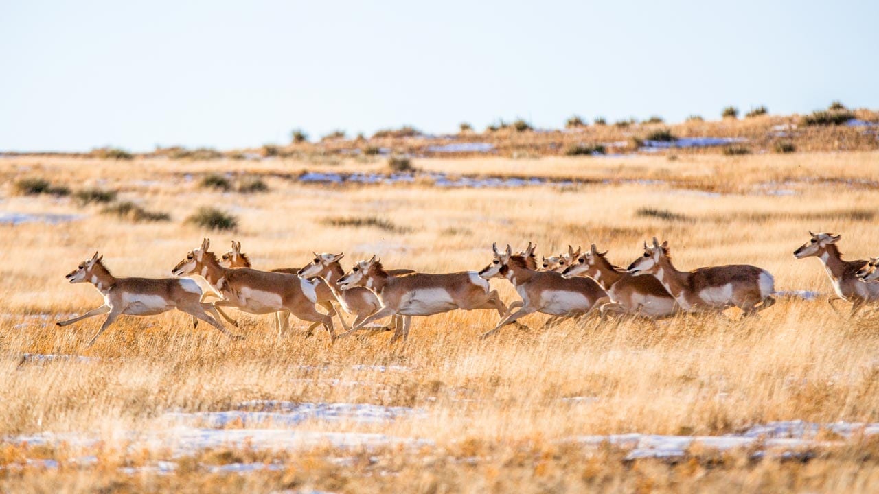 pronghorn antelope