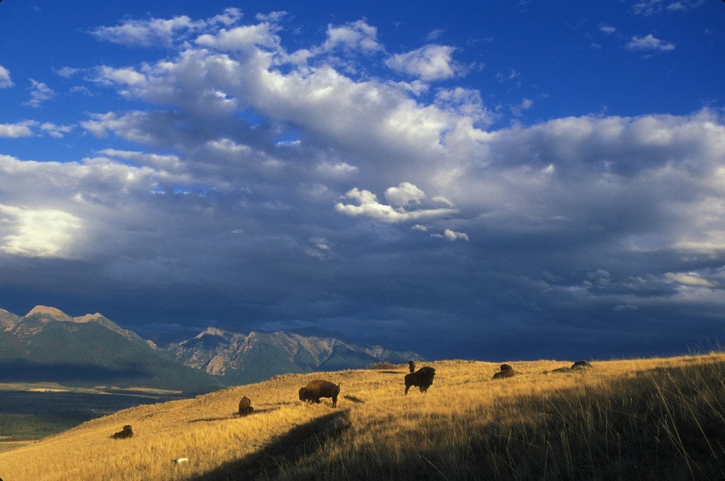 bison, National Bison range MT, by Ryan Hagerty, 10/03, 872, 102.1.03