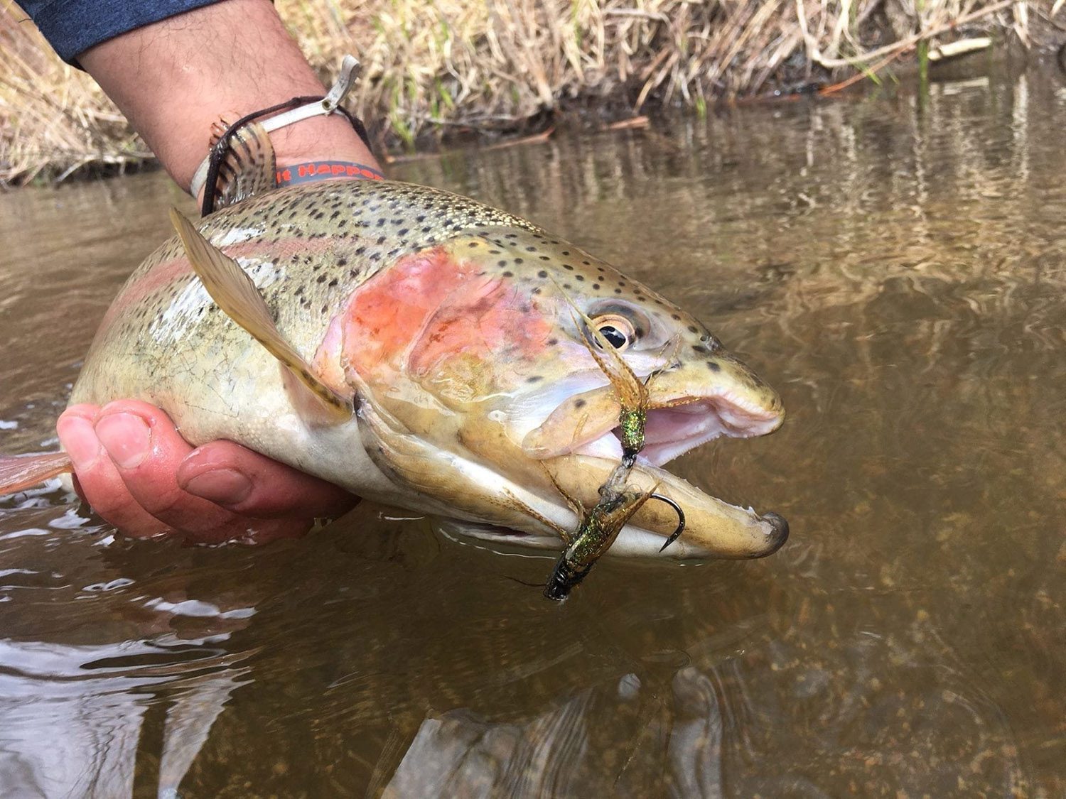Three Wheels, a Hike, and Trout in Colorado