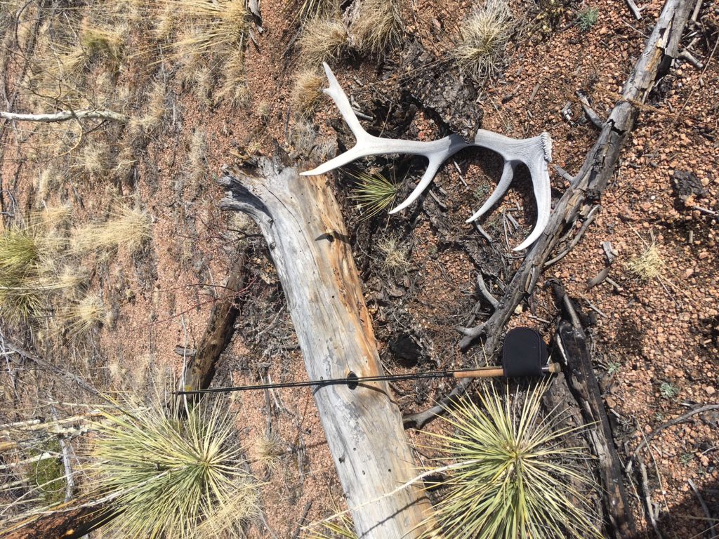 I started my trek down into the canyon, soon finding a decent 6 point elk shed.
