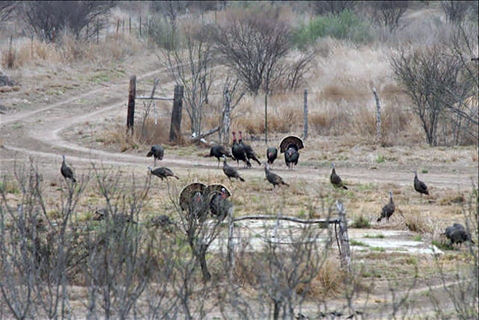 South Texas Rio Grande Wild Turkey Hunt