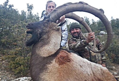 Anatolian Bezoar Ibex