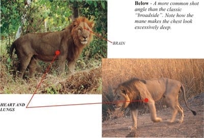 Shot placement for African lion hunting