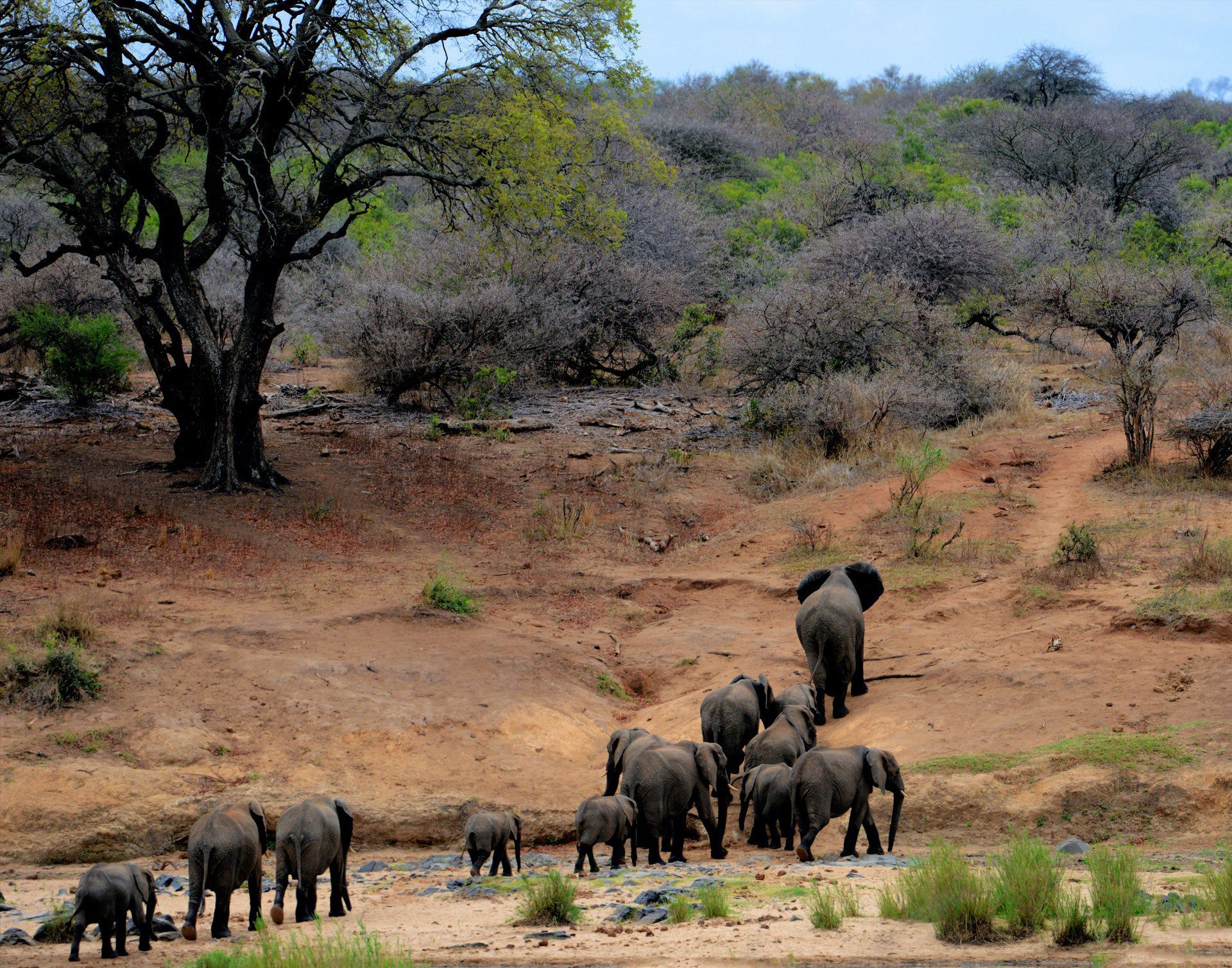 Benefits of Elephant Hunting » Outdoors International