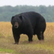 Biggest Black Bears in the World