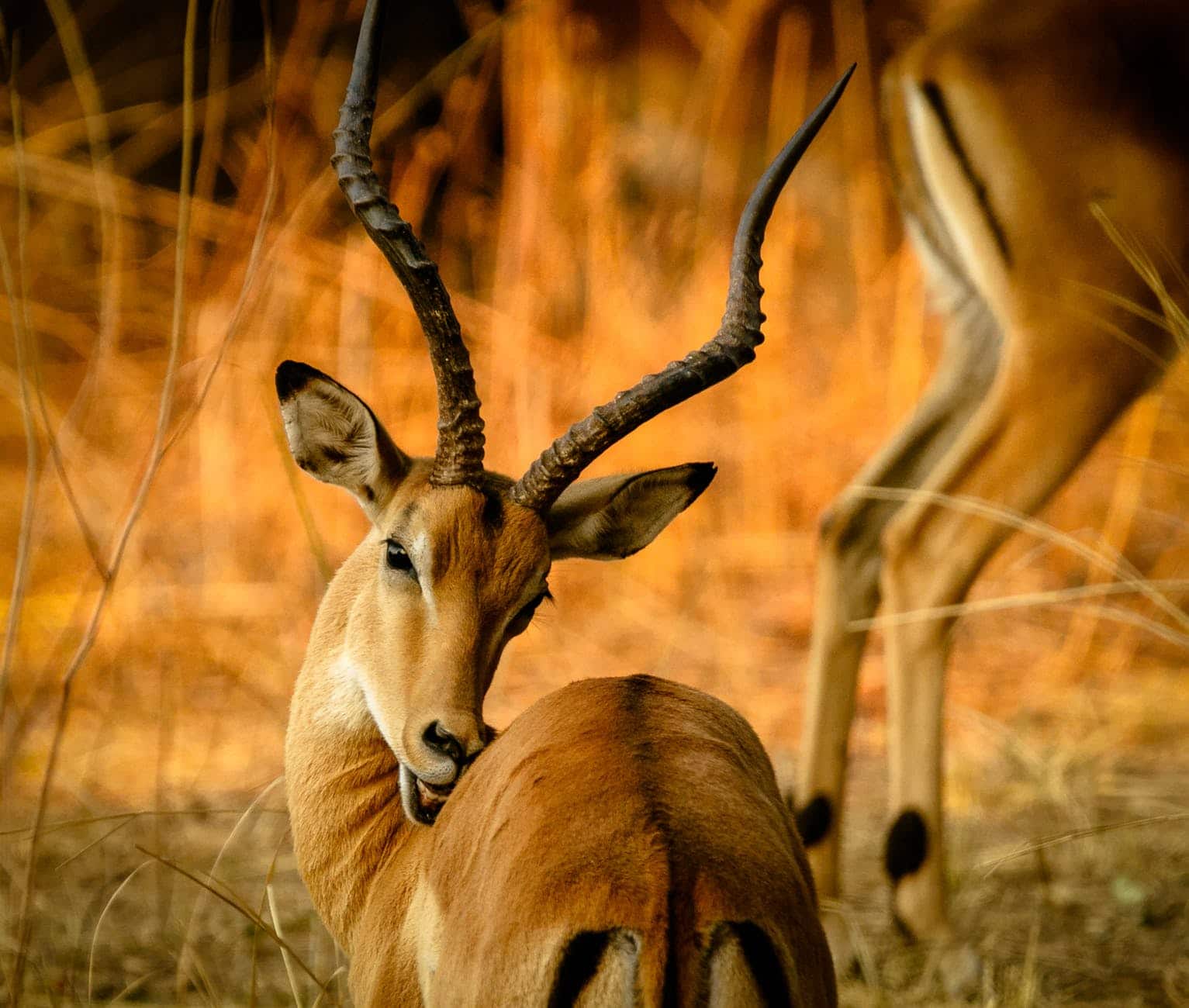 Impala