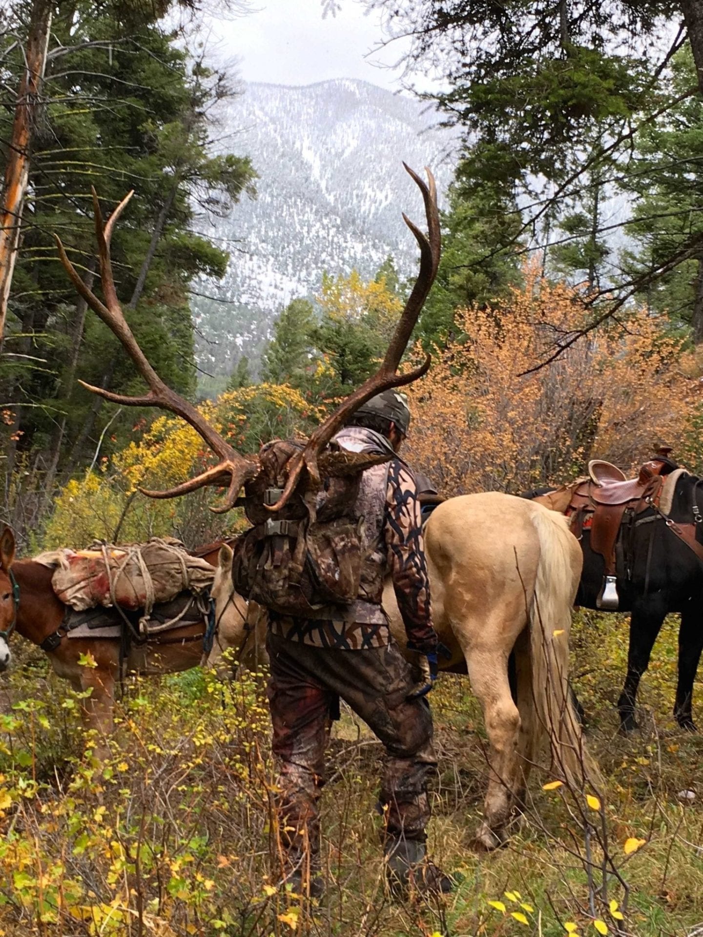 Backcountry Elk Hunting Tips