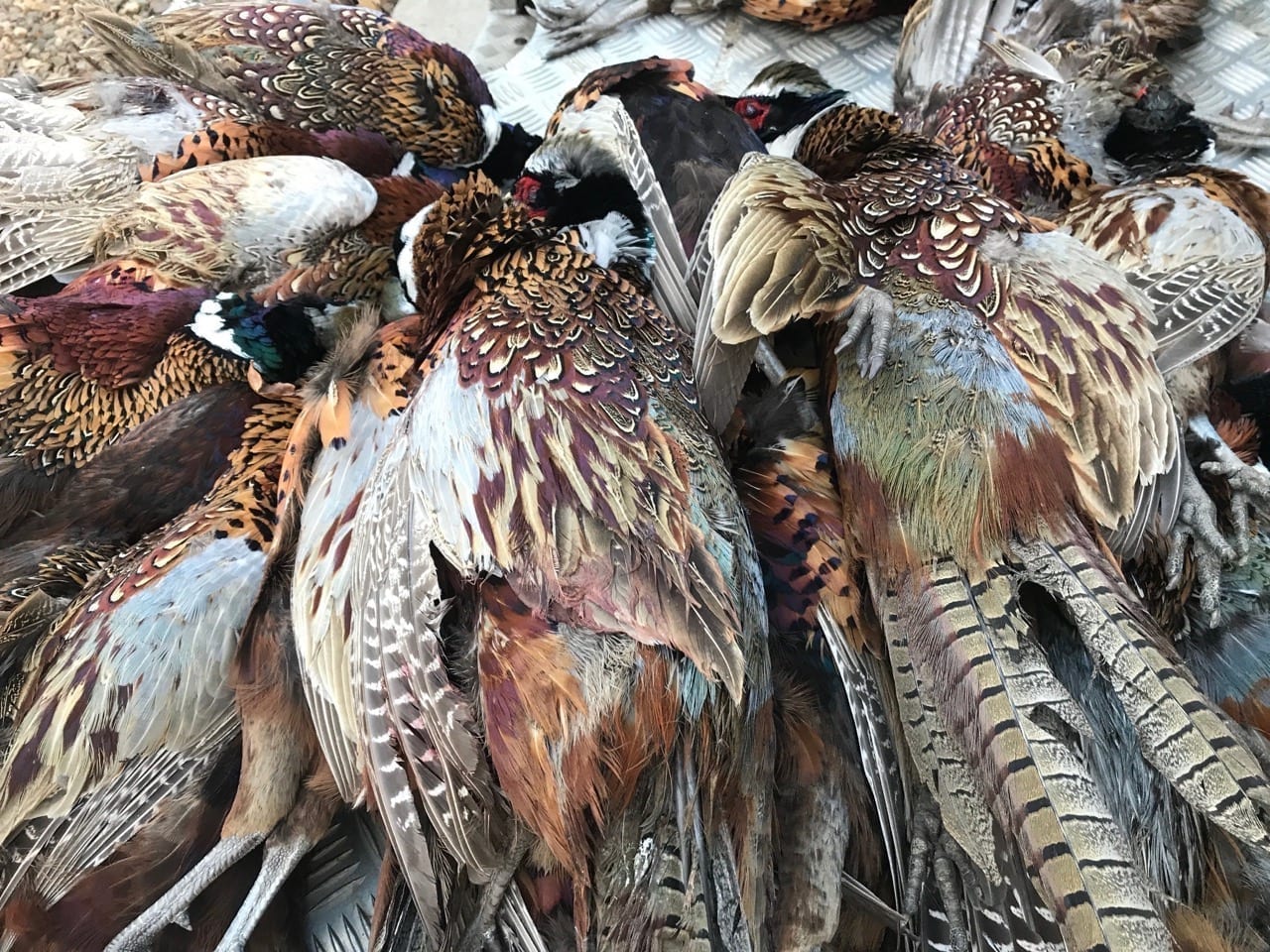 Pheasant hunting guides