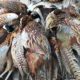 Hunting in South Dakota for Pheasants