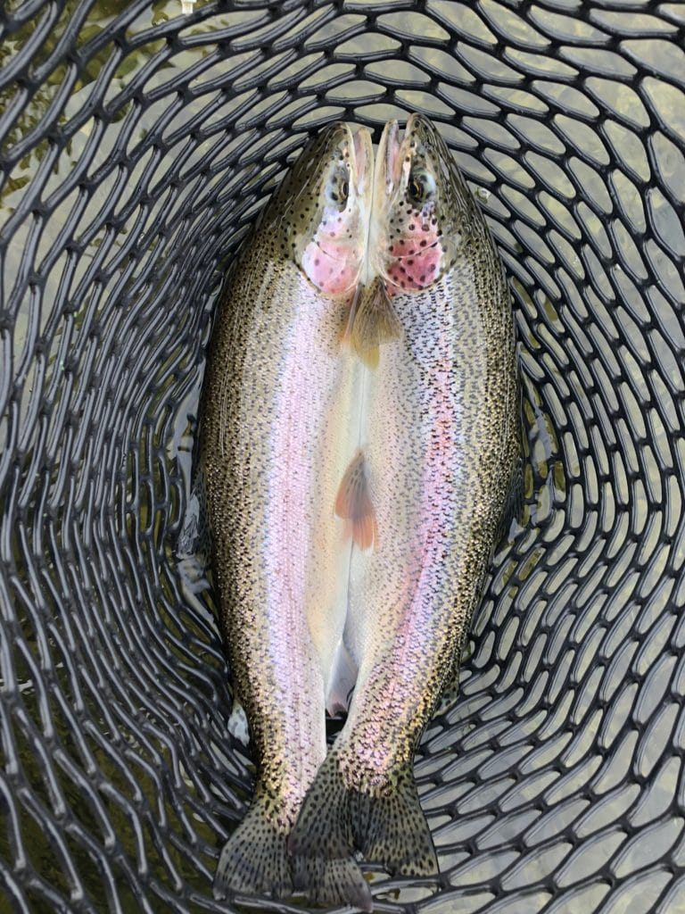 In early June in Alaska the rainbow trout have just finished spawning and are on the feed.