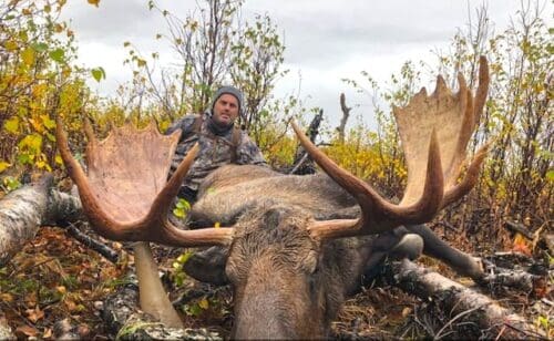 A giant Alaska bull moose