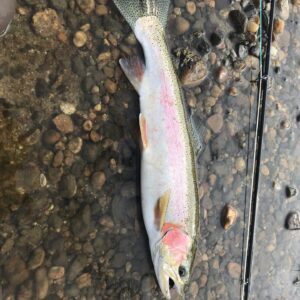 Idaho steelhead fishing on the Salmon River