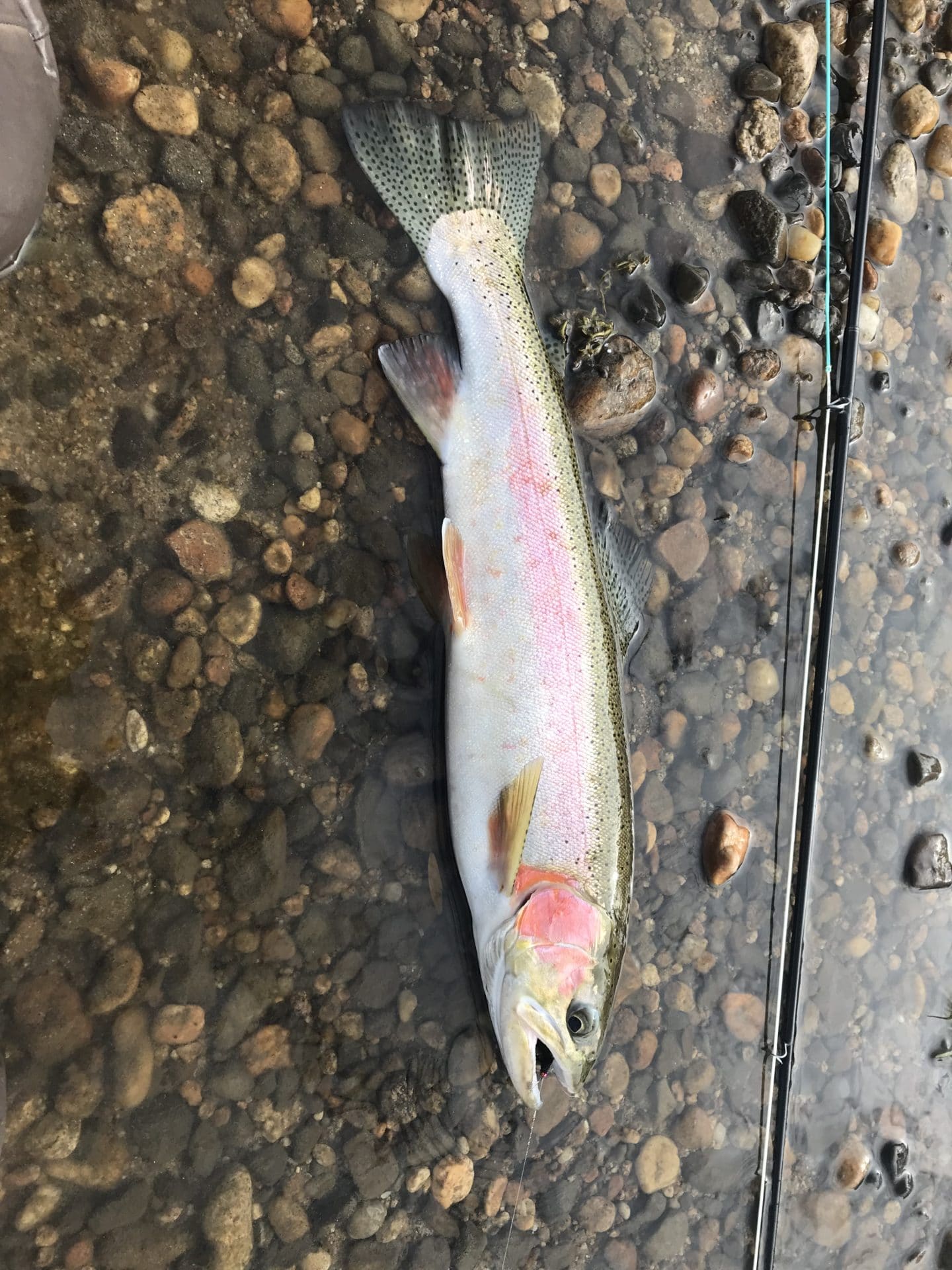 Idaho steelhead fishing on the Salmon River