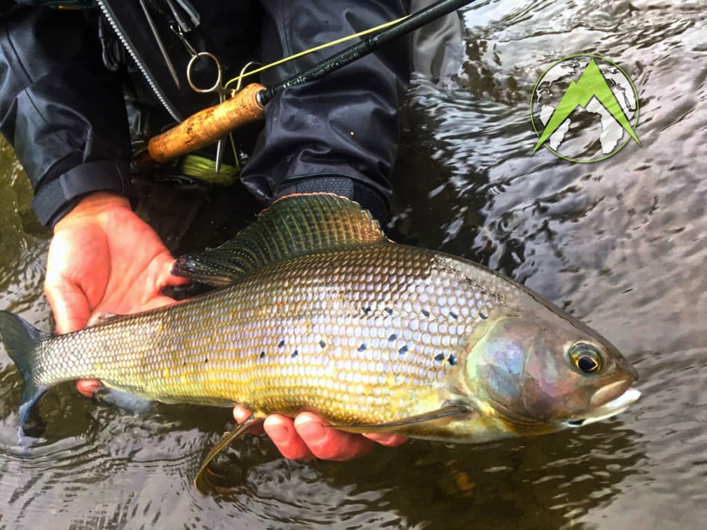 The grayling fishing in Alaska is at its best this time of year and you will catch them while fishing with indicators and nymphs as well as dry flies.